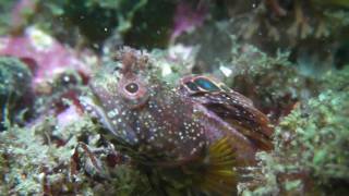 脱走するコケギンポ Escaped pikeblenny