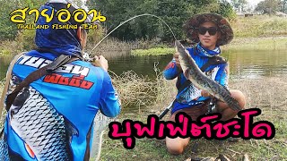 ชะโดบุฟเฟต์ งัดจนคันหัก : : SAIORN FISHING(สายอ่อนฟิชชิ่ง) 14.02.64