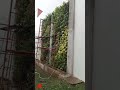 Vertical Garden Cantik Untuk Halaman Belakang #jasatamanbandung #tukangtaman #short #shortvideo