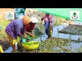 കണ്ടൽ പുനരുത്പാദനം i mangrove nursery