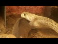 feeding monster rattlesnakes albino vs. diamondback