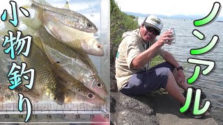 投げ釣りとウキ釣りで琵琶湖の小物釣り。ノンアル飲みすぎ。　カネヒラ、カマツカ、ヒガイ。入れ食い、大漁。小物釣り86。いい場所ポイントを釣り歩き。Lake BIWA River Fishing