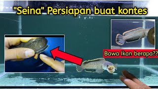 Persiapan Ikut Kontes Channa || Seina Siap kontes??