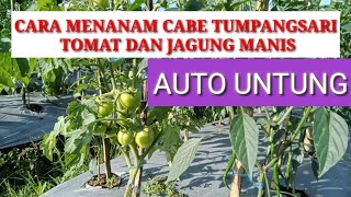 CARA MENANAM CABE TUMPANGSARI tomat