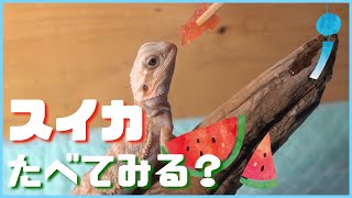 【フトアゴヒゲトカゲ】夏なので、すけさんにすいかを与えて見ました！🍉✨