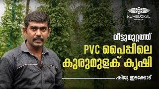 PVC യിൽ കുരുമുളക് നൂറുമേനി വിളയിച്ചു ഷിജു എടക്കോട് - 4 Mins Watch | Kumbukkal Pepper in PVC Pipe