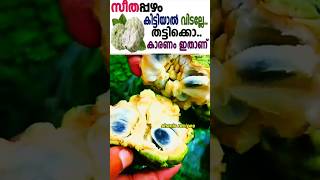 സീതപ്പഴം കിട്ടിയാൽ വിടല്ലേ.. തട്ടിക്കൊ😋👍🏻 #trending #ytshorts #custardapple #healthtips #benefits