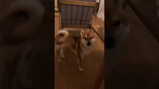 コロちゃんが飲み物をずるずるする音が嫌い | Korochan doesn’t like the sound of slurping #cute #わんちゃん #shibainu #柴犬