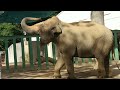 2022年10月6日 王子動物園観察日記 ～ アジアゾウのマックとズゼ ～