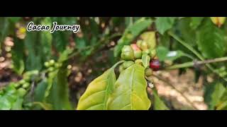 Cacao Journey Teaser | วิสาหกิจชุมชนกาแฟโกโก้สังคมหนองคาย