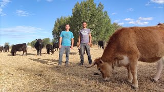 Así funciona (y revoluciona el mundo rural) la ganadería regenerativa