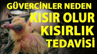 Kısır Güvercinler Nasıl Tedavi Edilir Güvercin Nasıl Kısır Olur ?