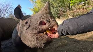 Rhino Toddler And Mom Munch On Crunchy Snacks