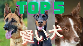 賢い犬種TOP5