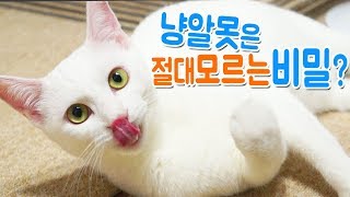 초보집사 단골질문, 고양이 배에 종기가 났어요ㅠㅠ??