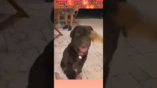 Funny animal s 2024 try not to laugh | Funny cats and dogs 2024 | Funny animal c