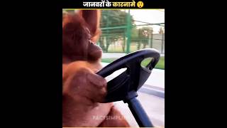 जानवरों के कारनामे देखने के लिए तैयार हो जाओ | 😮😲 | #shorts #ytshorts