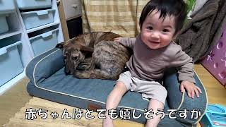 りゅうさんにクッションを買ったら赤ちゃんも気に入ってしまった　元猟犬と赤ちゃん