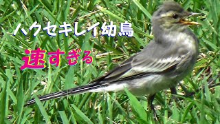 速すぎるハクセキレイ幼鳥