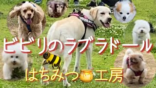 エンディングのラムに釘付けなGW♥️【ビビりのラブラドールレトリバー🦮ラムと可愛すぎたお友達🐶🚩】ゴールデンウィークの一日🐝ルーティンVlog Labrador Retriever Lum