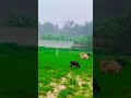 ഇതിന് ഒരു കുറവും വരരുത് shorts shortsfeed travelvlog rain nature shortsonyoutube funny