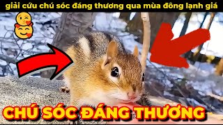 Giải Cứu Chú Sóc Đáng Thương Qua Mùa Đông Lạnh Giá | Review Giải Trí Đời Sống