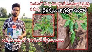 మిరపలో చిన్న మొక్కలకే ముడతా ఎర్రనల్లి సమస్య రైతన్నలు జాగ్రత్తగా ఉండాలి తక్కువ ఖర్చులో నివారించే