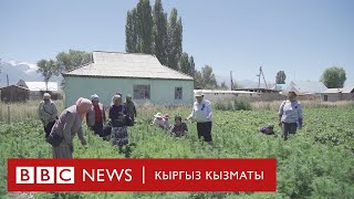 Нарын: Дары чөптү үйдө өстүргөн дыйкандар - BBC Kyrgyz