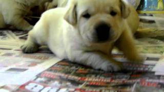 Fat Labrador Puppies