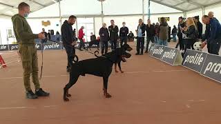 doberman Hector di Altobello