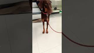 நான் ஒரு காவல் நாய்🐕 😅#trending #shorts #shortsvideo #funny #dog