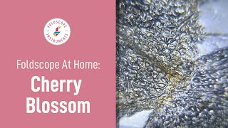 Foldscope at Home: Cherry Blossom