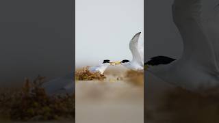 Least tern feeding its partner. #birds #birdphotography #shorts #wildlife