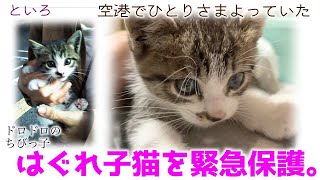 ND428【子猫】空港でひとりさまよってたドロドロおチビを緊急保護。【保護猫】