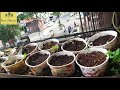 how to grow mint plant പുതിന നടീൽ രീതി mint farming പുതിന കൃഷി kitchengarden balconygarden