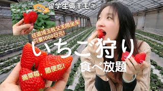 【兰酱的琦玉日记】いちご狩り～留学生来薅羊毛了！1000日元无限往返琦玉秩父电车券｜摘草莓食べ放題\u0026芦久保冰柱东京日归一日游