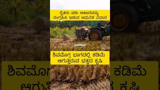 #best cattle feeds#paddy harvesting#main food crop of Karnataka# ಭತ್ತದ ಹುಲ್ಲಿನ ಬ ಪೇಂಡೆಳ#ಭತ್ತದ ಕೃಷಿ