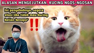 PENYEBAB KUCING NGOS-NGOSAN \u0026 CARA MENGATASINYA || drh Mirza Yusa || Dokter Hewan