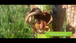 71. RACCOLTA SEMI DI SARRACENIA E TECNICA DI STRATIFICAZIONE A FREDDO IN FRIGORIFERO PER 3 MESI.