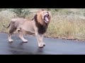 massive male lion south shishangeni