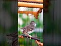 BURUNG CIBLEK GACOR LAGU BERFARIASI BUAT MASTERAN KENARI