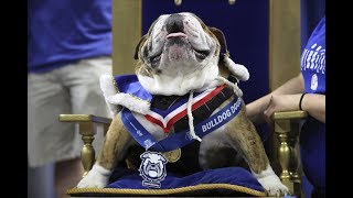 The most beautiful bulldog| CCTV English