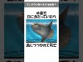 マンボウの噂される死因・最弱伝説！意外と知らない豆知識・面白い雑学やトリビアを解説 マンボウ 豆知識 雑学 トリビア 動物 shorts shortvideo short