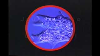 SFCI Archive: Group Immersive Visualization Environment, Journey Into the Living Cell (1996)