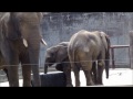 アフリカ象・媛と砥夢の遊び（とべ動物園）