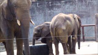 アフリカ象・媛と砥夢の遊び（とべ動物園）