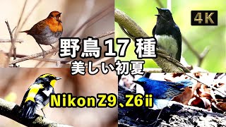 【野鳥撮影】Nikon Z9、Z6ⅱでオオルリ、ウグイス、コマドリの日本三鳴鳥など「野鳥  鳴き声」（夏鳥）さえずり17種【ダイジェスト版】「野鳥観察」（春～初夏）、４K映像