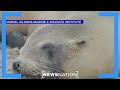 Sea lions, dolphins poisoned by toxic 'red tide' in southern California | NewsNation Now