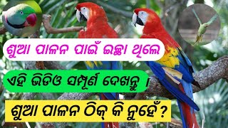 ଶୁଆ ପାଳନର ସଉକ ଥିଲେ ଏହି ଭିଡିଓ ଦେଖନ୍ତୁ । ଶୁଆ ପାଳନ ଠିକ୍ କି ନୁହେଁ ?