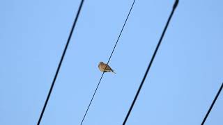 ♪鳥くん野鳥動画（石垣島）ベニバト♀